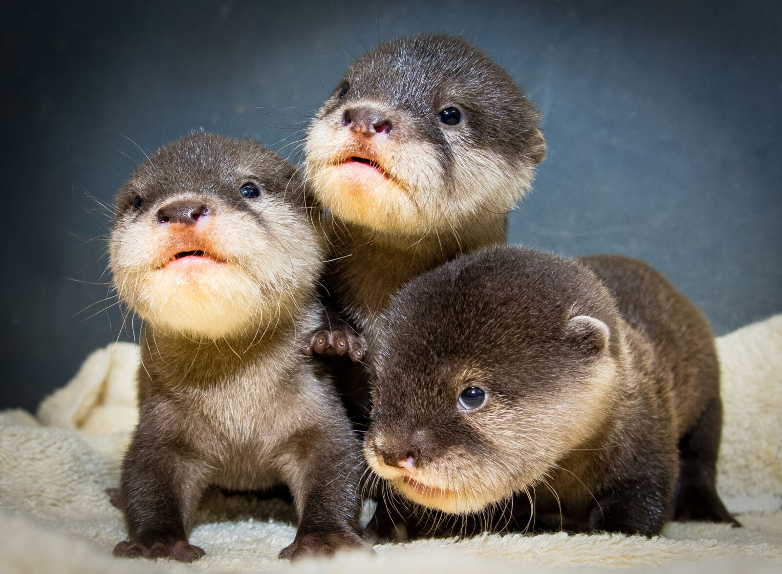 Otter Pups